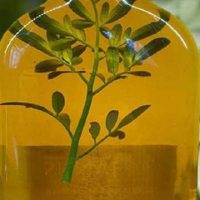 Caña Con Ruda 250ml - Suma Qamaña