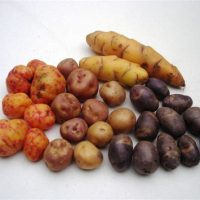 Papin 500gr