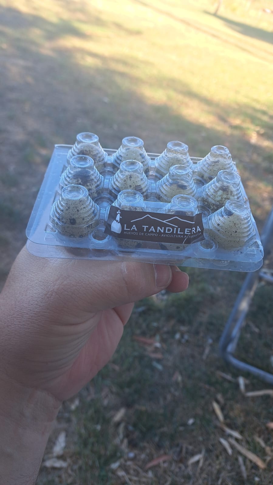 huevos codorniz tandilera