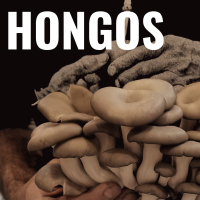 Hongos