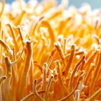 Cordyceps en Polvo 15gr - Kaiken