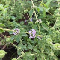 Poleo 30gr - Traslasierra Ecofusion