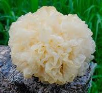 Tintura de Tremella 50ml - Kaiken