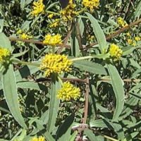 Contrayerba 15gr - Traslasierra Ecofusion