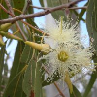 Eucalipto 15gr - Traslasierra Ecofusion