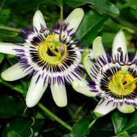 Pasionaria 15gr - Traslasierra Ecofusion