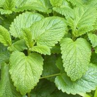 Melisa 15gr - Traslasierra Ecofusion