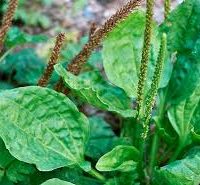 Llanten 15gr - Traslasierra Ecofusion