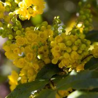 Palo Amarillo 15gr - Traslasierra Ecofusion