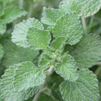 Marrubio 15gr - Traslasierra Ecofusion