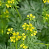 Ruda 15gr - Traslasierra Ecofusion