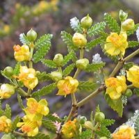 Jarilla 15gr - Traslasierra Ecofusion