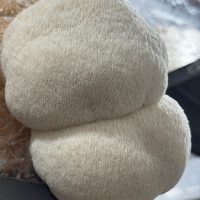 Melena de Leon Freezada 170gr - Hongos Pampa
